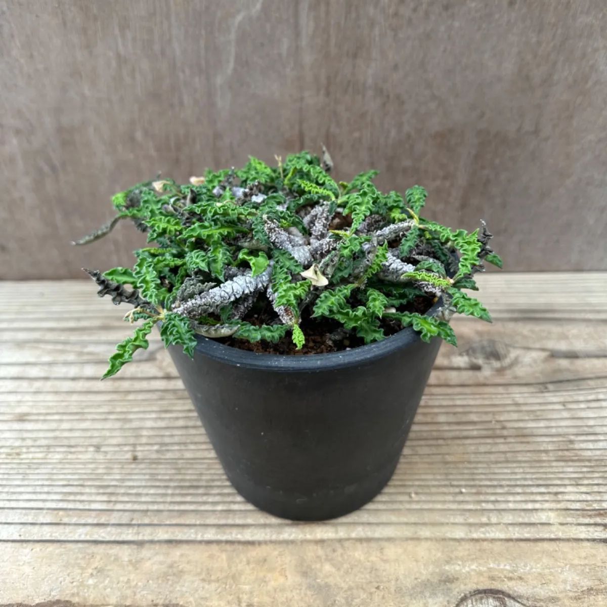 ユーフォルビア デカリー　現品　Euphorbia decaryi  トウダイグサ科 ユーフォルビア属 ちび花キリン 花キリン  観葉植物 観葉 植物  多肉植物 多肉 カクタス  ユーフォルビアインテリア