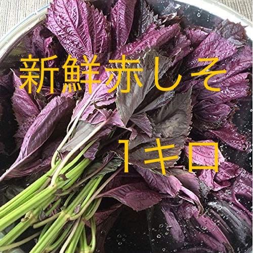 【岩手盛岡産】赤しそ　ちりめん　根つき　12キロ　　（枝しそ　赤シソ　赤紫蘇） 岩手盛岡産】赤しそ ちりめん 根つき 12キロ （枝しそ 赤シソ 赤