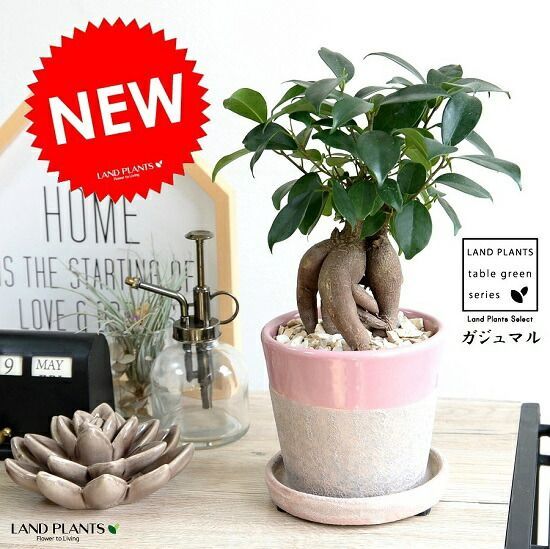 エレキギター ランダムスター高崎晃モデル ノンブランド