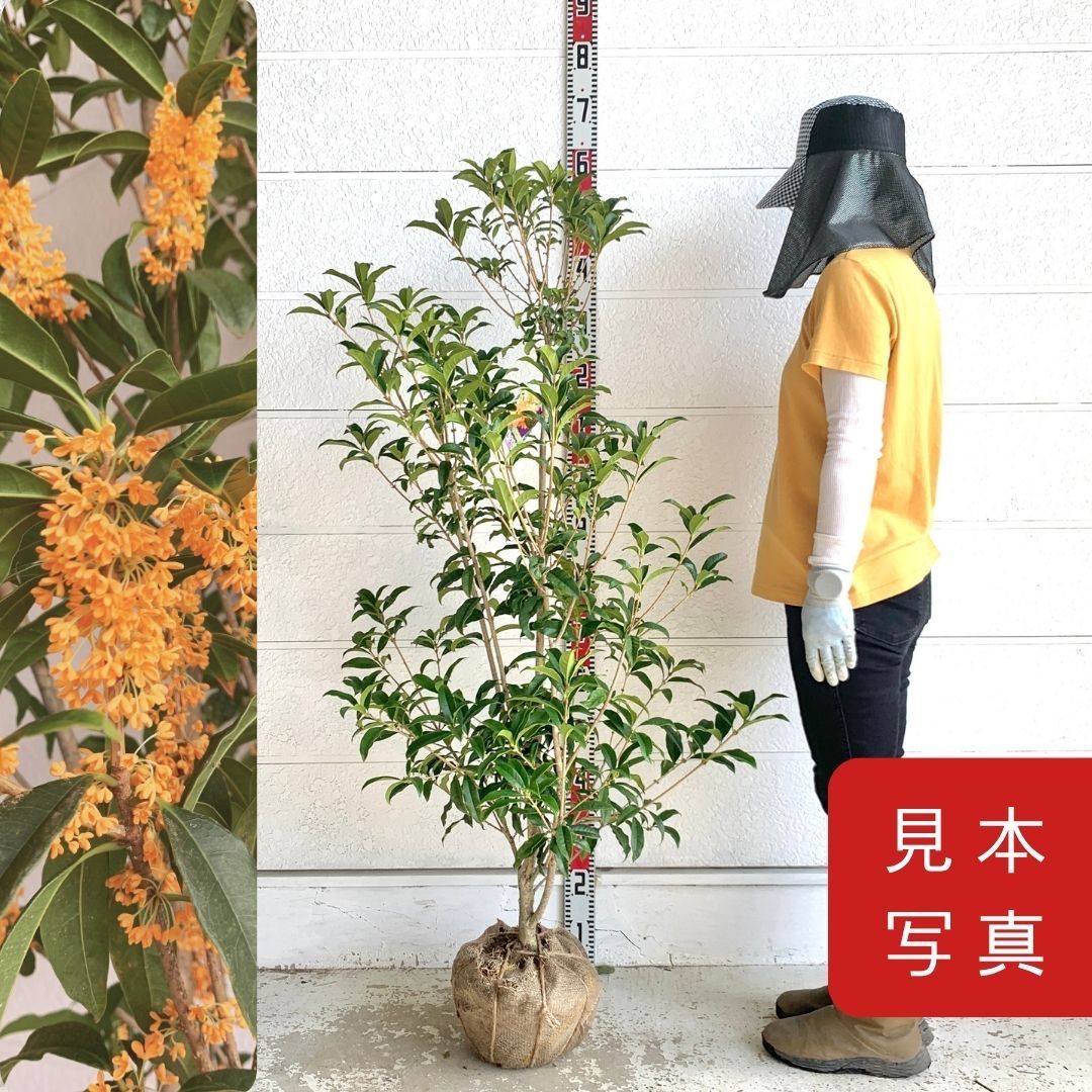 革新的な 秋の満開 良い香り 金木犀 約130cm 根巻き キンモクセイ 苗木 シンボルツリー 生垣 靴下