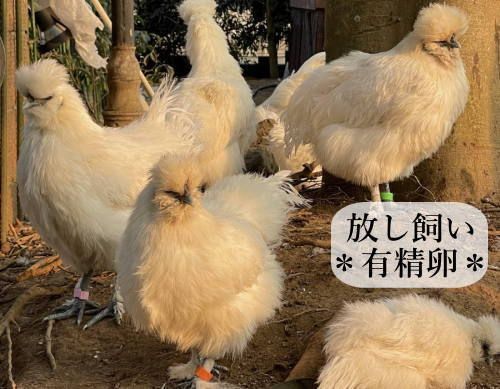 ふわふわ白鳥さん ニワトリさん@育児も始まりました on X: 