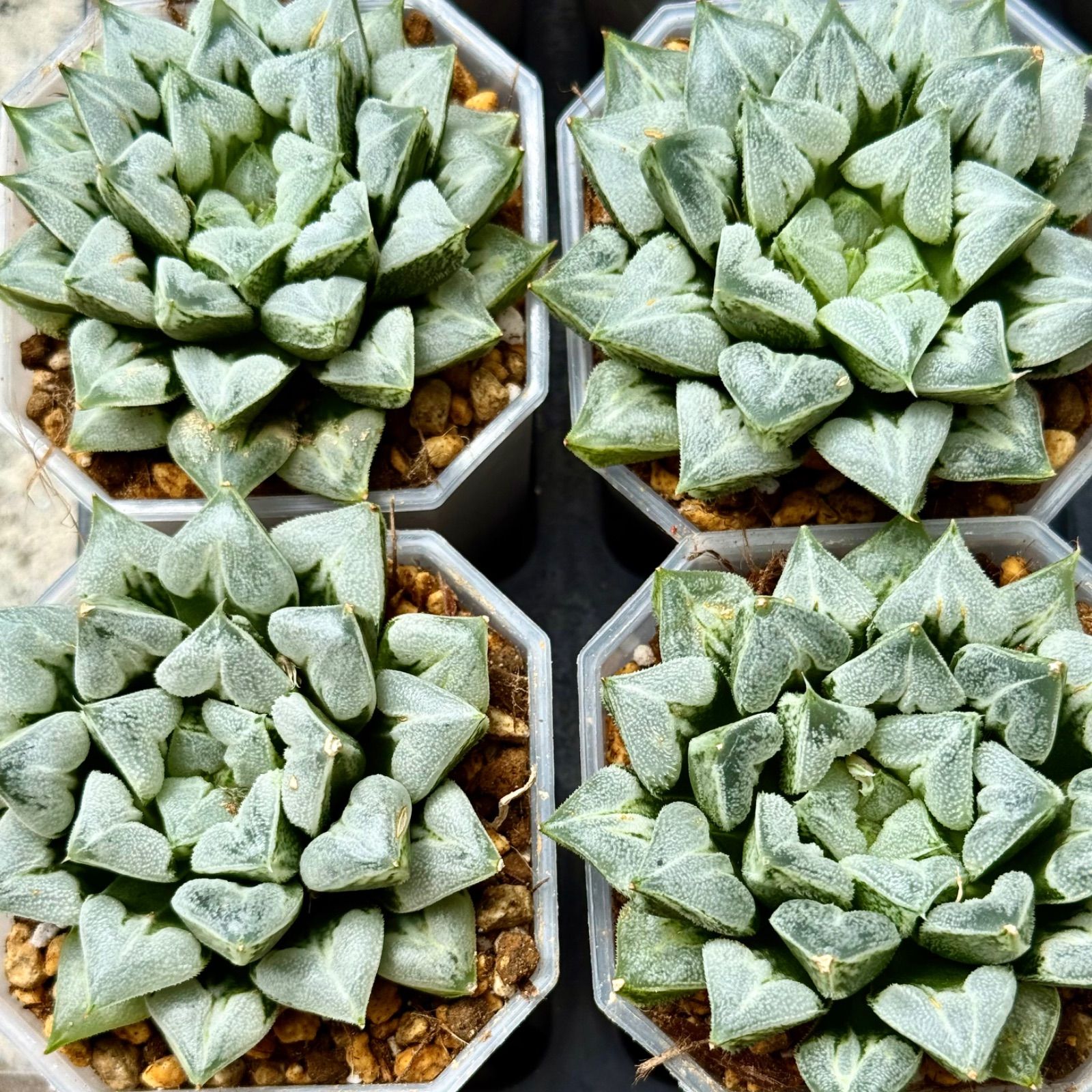 16D ハオルチア　多肉植物　ラブハート錦　自家繁殖 多肉植物 ハオルチア ラブハート錦 糊斑 - 観葉植物