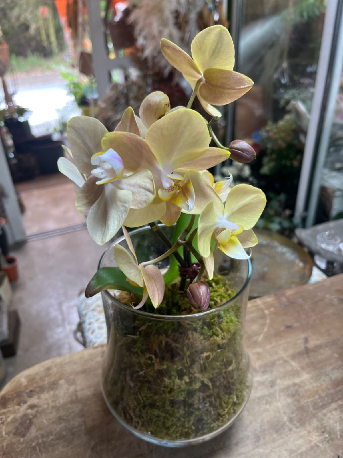 ミディ胡蝶蘭 マザーチーク 3本立ち①