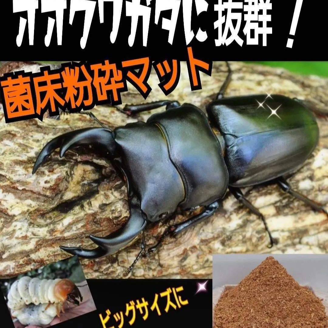 改良版！菌床粉砕クワガタマット【5リットル】瓶に詰めるだけ！幼虫がモリモリ食べます！ オオクワガタ、ヒラタ、ニジイロ、ノコギリにお薦め！ - メルカリ