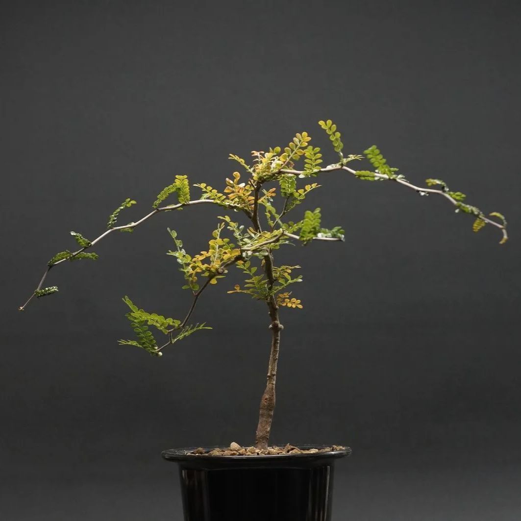 Operculicarya pachypus