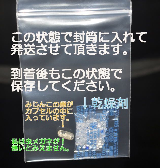 2024年度産 メダカのエサ 国産純粋 タマミジンコ 乾燥卵 約100粒