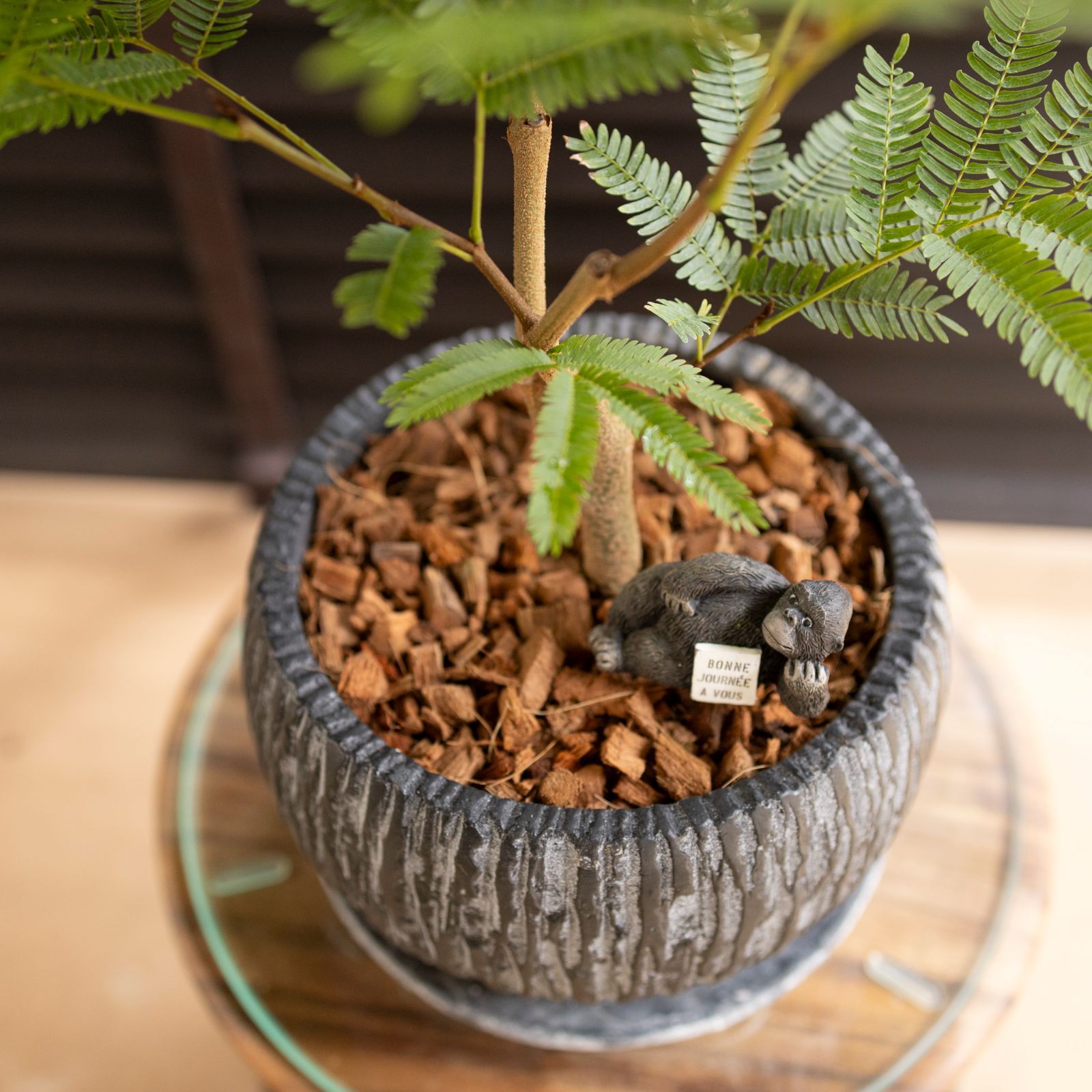 盆栽 エバーフレッシュ 曲がり仕立て 3号陶器鉢 Ever fresh