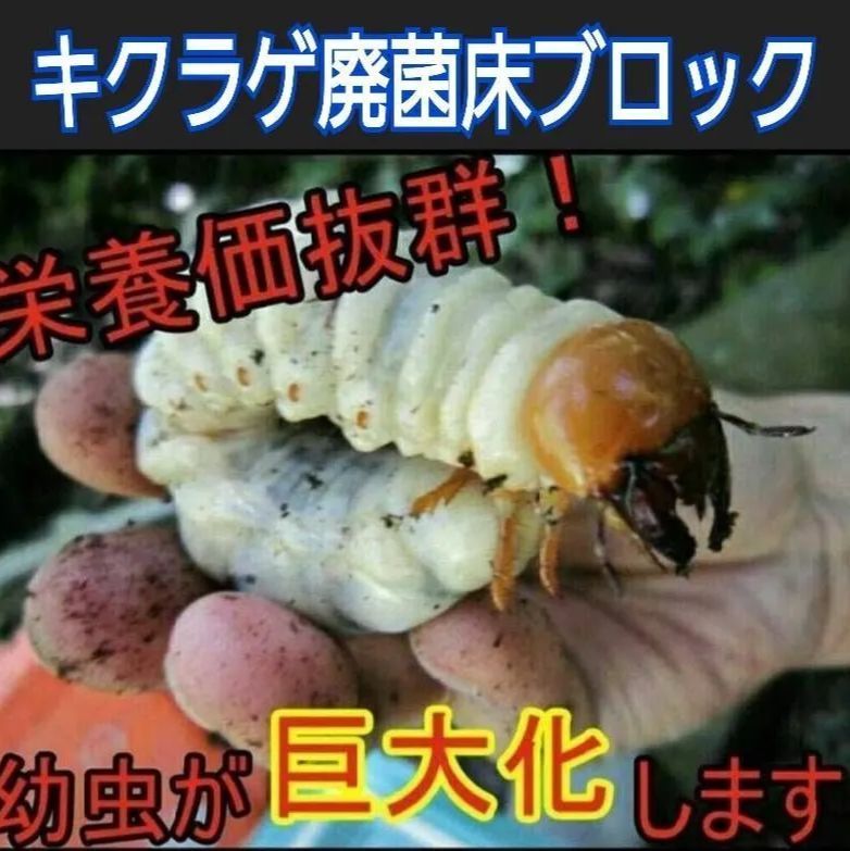 カブトムシ幼虫の栄養強化に！キクラゲ菌床特大ブロックマットに