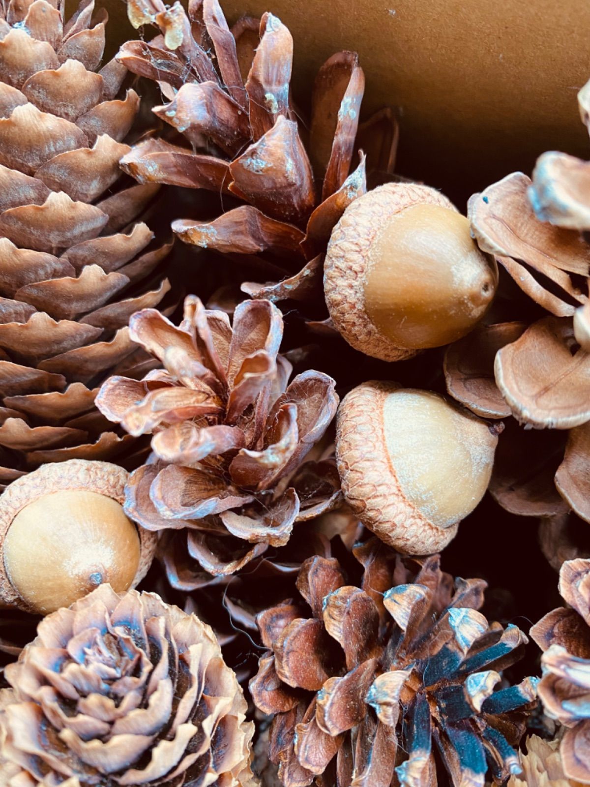 北海道の珍しい木の実・長い松ぼっくり 大量 クラフトにどうぞ - メルカリ