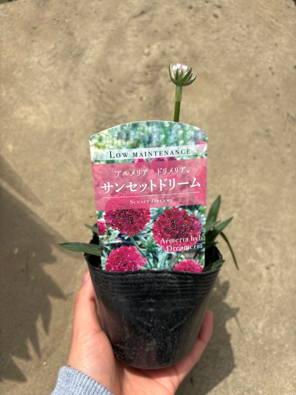 カサブランカアルメリアセット
