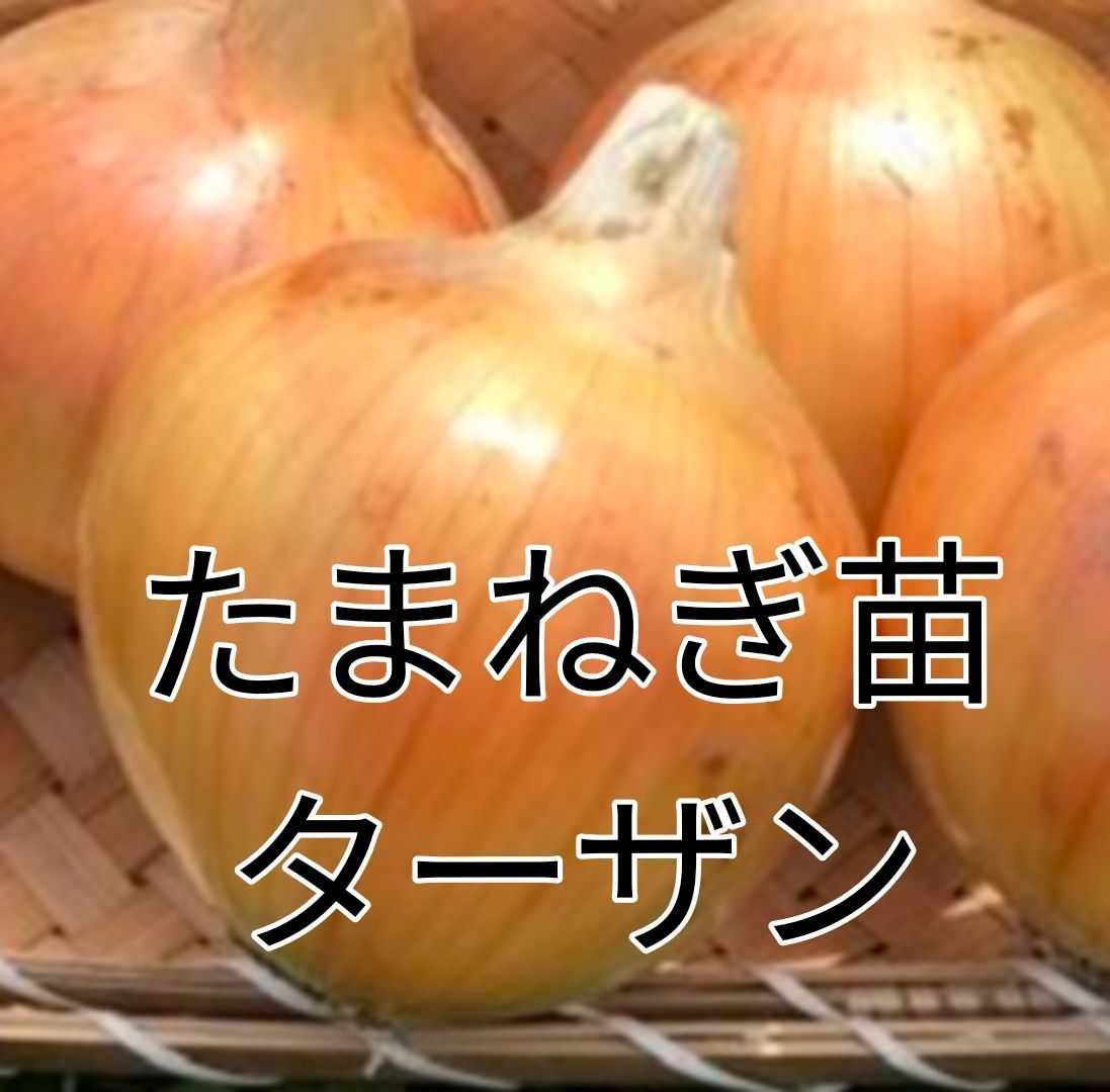 玉ねぎ苗 ターザン 30本