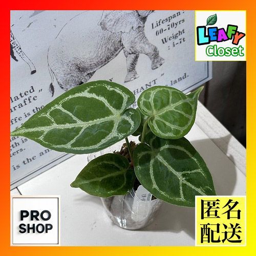 速達発送です☆早い者勝ち】 蘇鉄 ソテツ 斑入り 発根済み k 葉っぱが