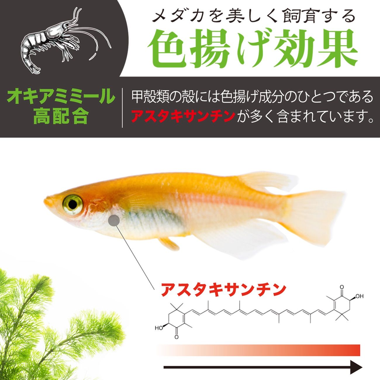 メダカ 色揚げ専科 成魚用 40g メダカの餌 - 観賞魚生体