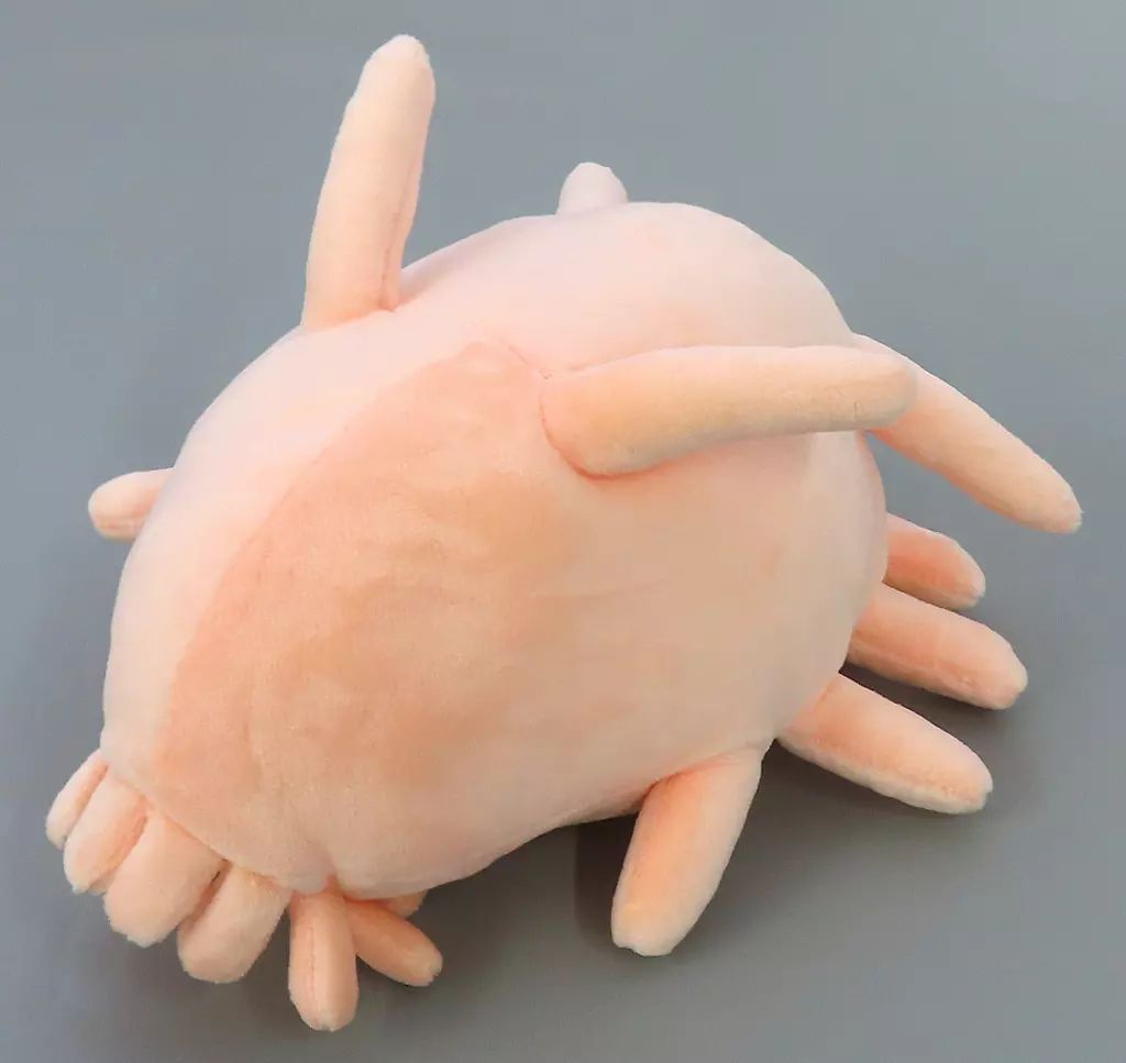 中古】ぬいぐるみ センジュナマコ ぬいぐるみ 海特別展限定 - メルカリ