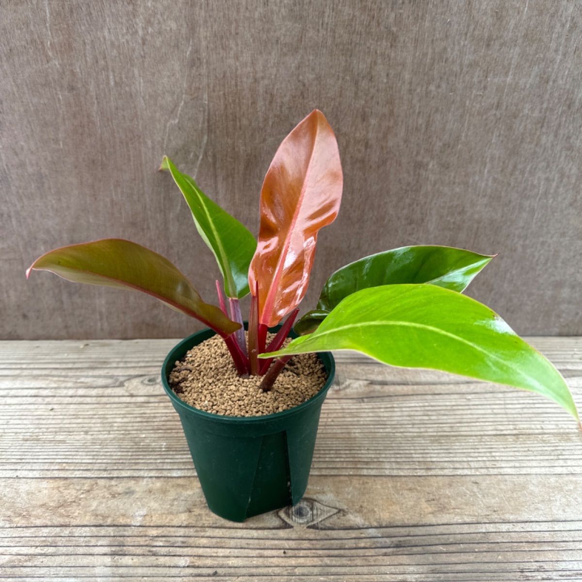 サンプル】フィロデンドロン プリンスオブオレンジ Philodendron prince of orange フィロデン 観葉植物 観葉 植物 珍奇植物  珍奇 珍しい インテリア おしゃれ かわいい - メルカリ