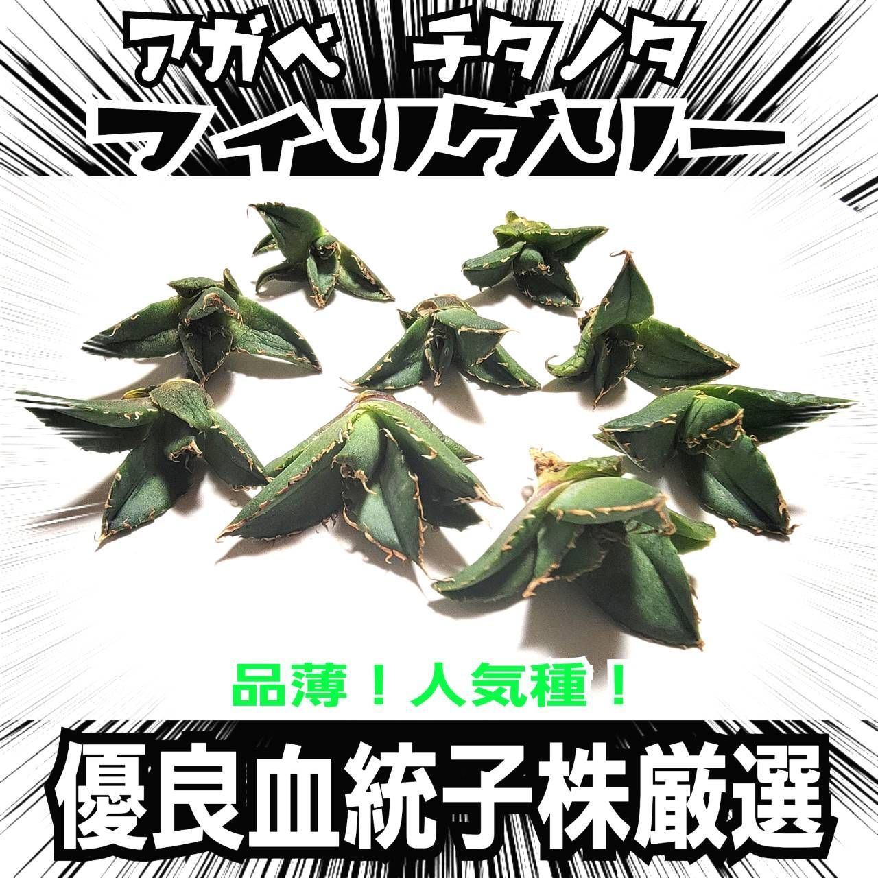 アガベ チタノタ フィリグリー 優良血統厳選 細くてうねった鋸歯が特徴