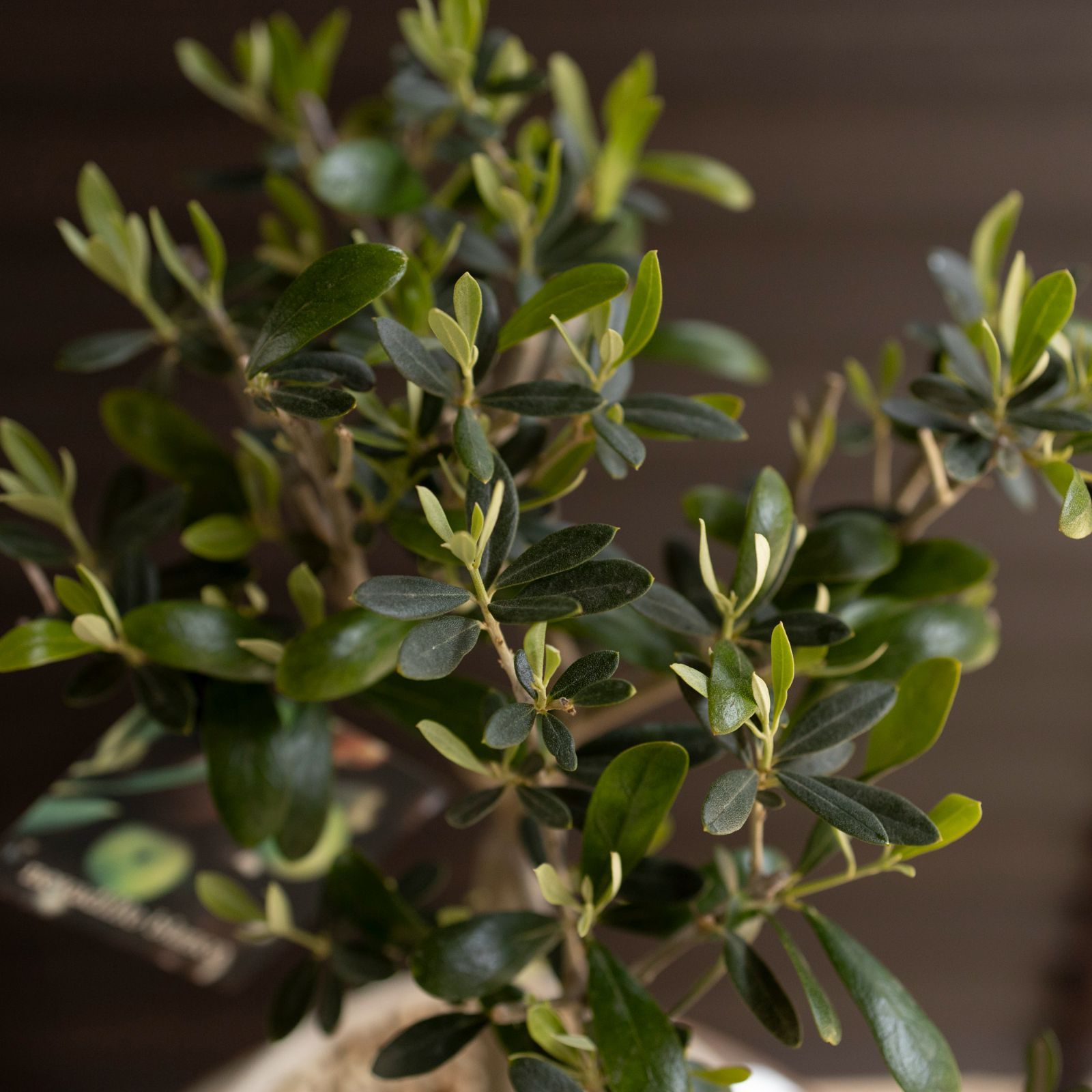創樹 Olive オリーブの木 4.5号 盆栽 SOUJU Nevadillo blanco 創樹 Olive オリーブの木 4.5号 盆栽 SOUJU Nevadillo blanco