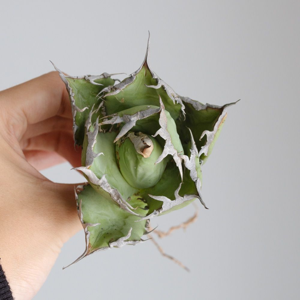 アガベ チタノタ　オテロイ　逆棘 アガベ チタノタ 