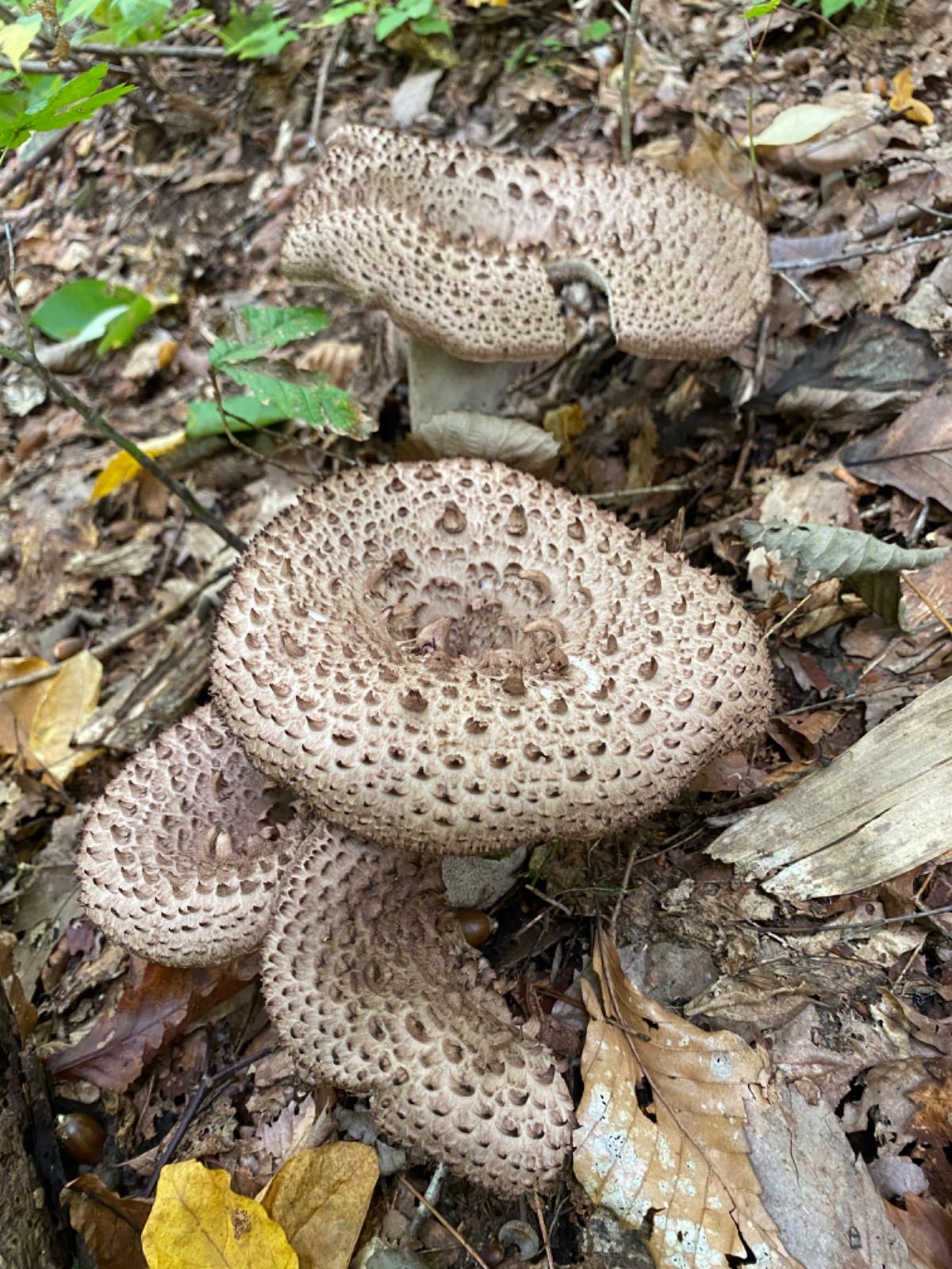 2025年採り】岩手産乾燥香茸20g【カット済】- メルカリ