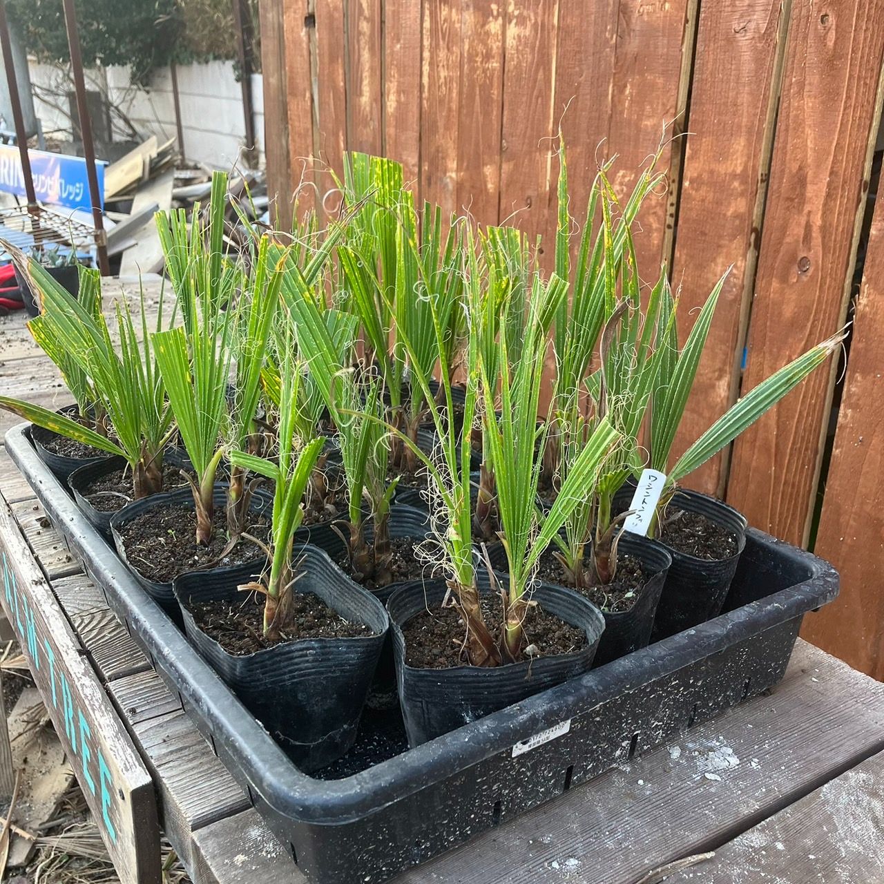 ワシントニア・フィリフェラ　抜き苗【1】 ワシントニア・フィリフェラ 抜き苗【1】 種子] ワシントニア フィリ