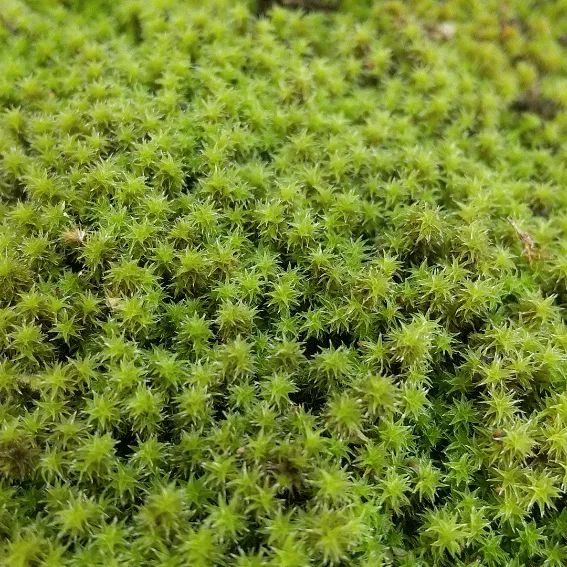 スナゴケ大容量・60×30cmサイズ・お庭・盆栽・植え木周り