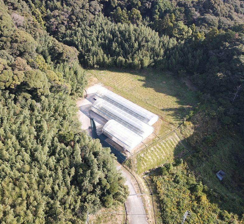 静岡県産ミニトマト　フラガール　800ｇ