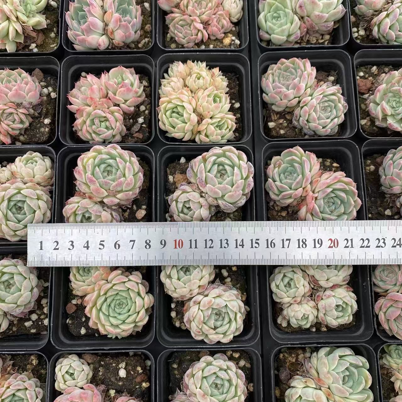 抜き苗 多肉植物