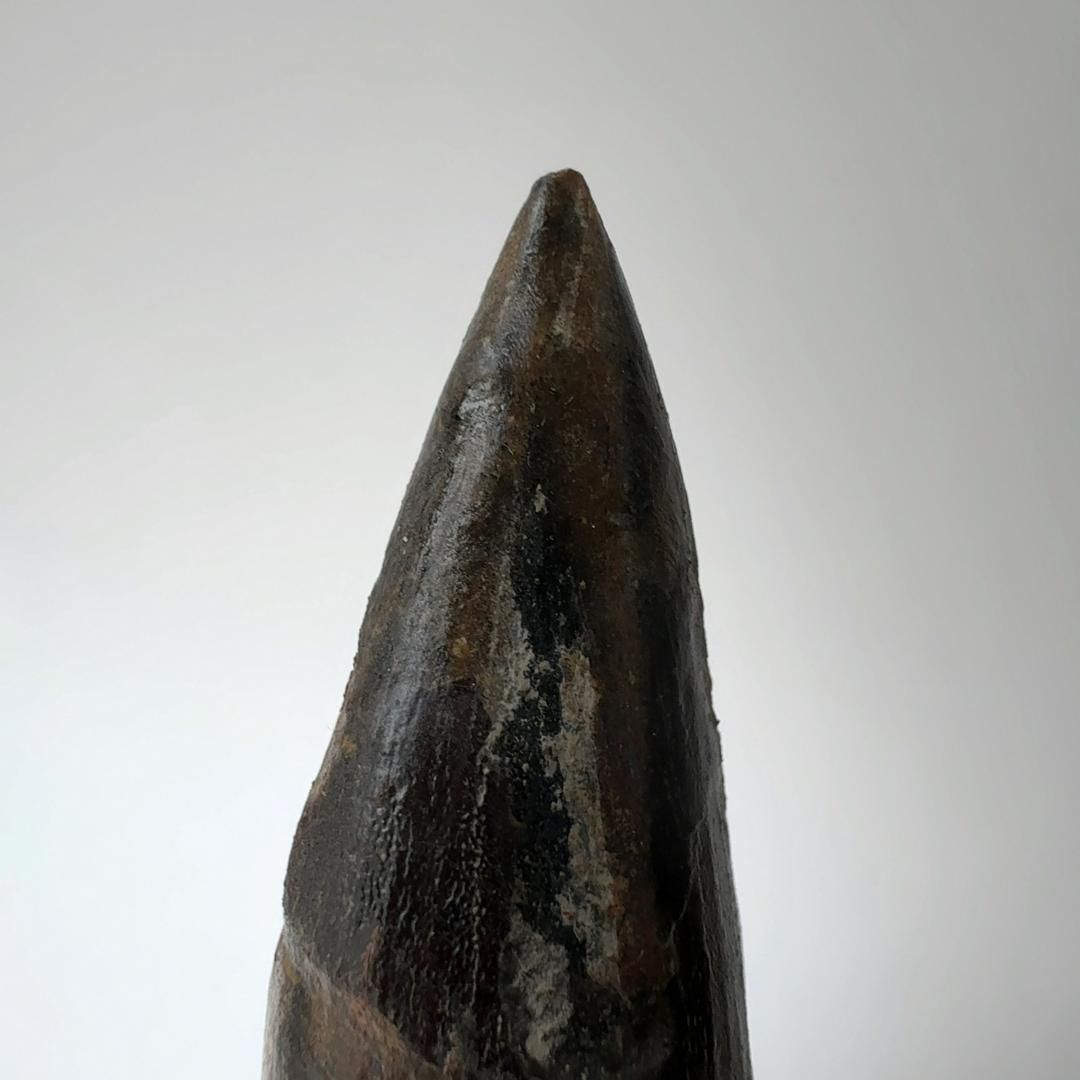 スピノサウルス　本物　化石　歯　標本 E24840】本物 特大 スピノサウルスの歯化石 スピノサウルス 歯