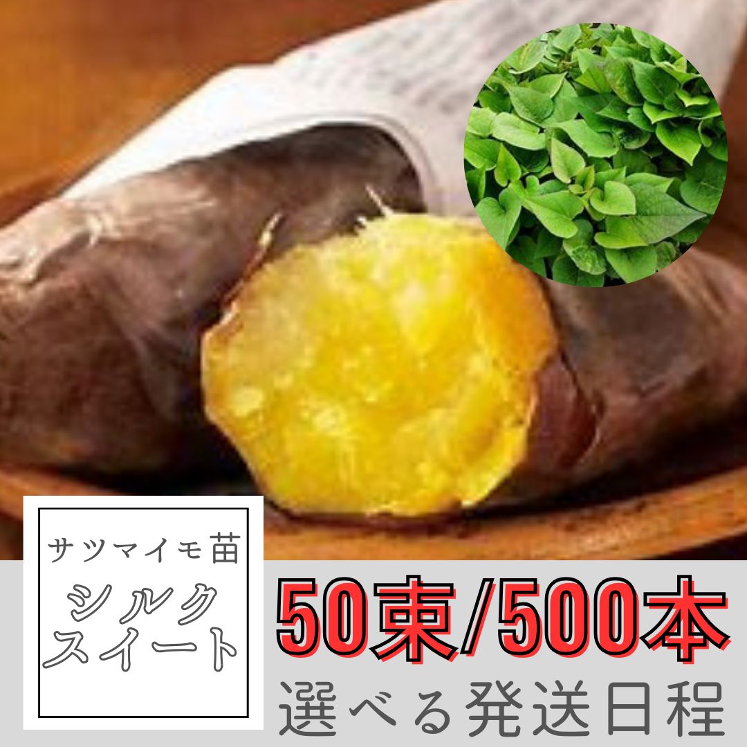 サツマイモ苗【シルクスイート】50束/500本 - メルカリ