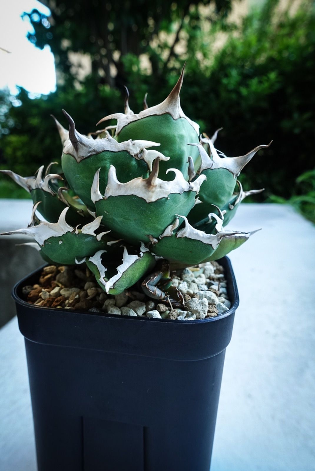 2025年最新】笹吹雪の人気アイテム - メルカリ アガベ 笹吹雪 ニッケル