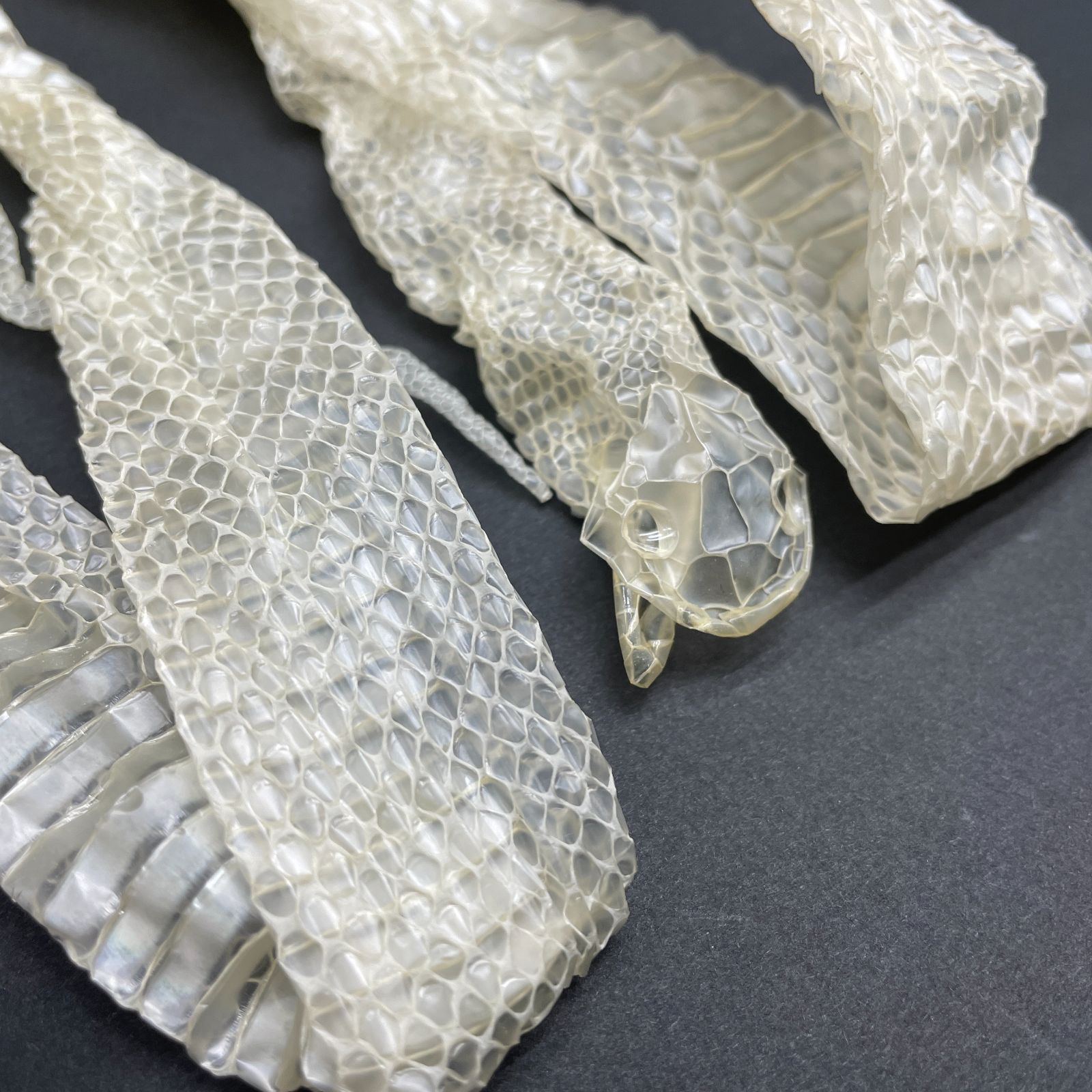 白蛇の脱け殻 赤目・白蛇の抜け殻 130cm 縁起物 金運 S17