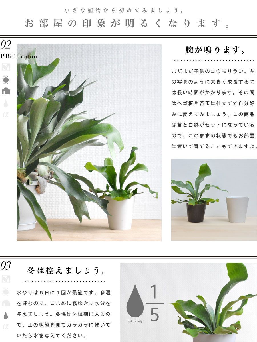 コウモリラン（ビカクシダ） 4号 白色 プラスチック鉢 陶器鉢 鉢植え