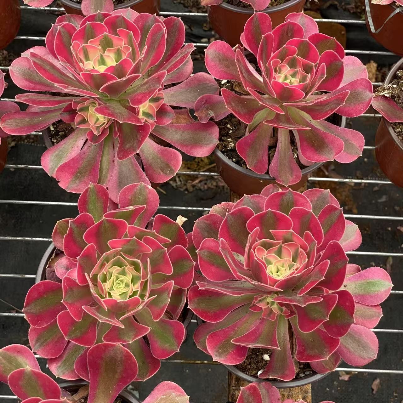 抜き苗 単頭ピンクウィッチ ZM1527×18株 ふっくら 多肉植物