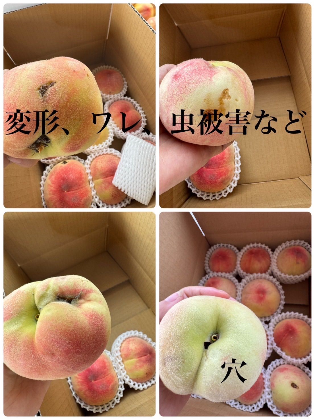 あかつき　福島の桃甘くて美味しい⭐︎ 55282-236-