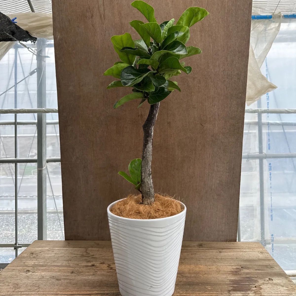 フィカス 観葉植物 陶器鉢付き フィカス 観葉植物 陶器鉢付き 【公式通販】