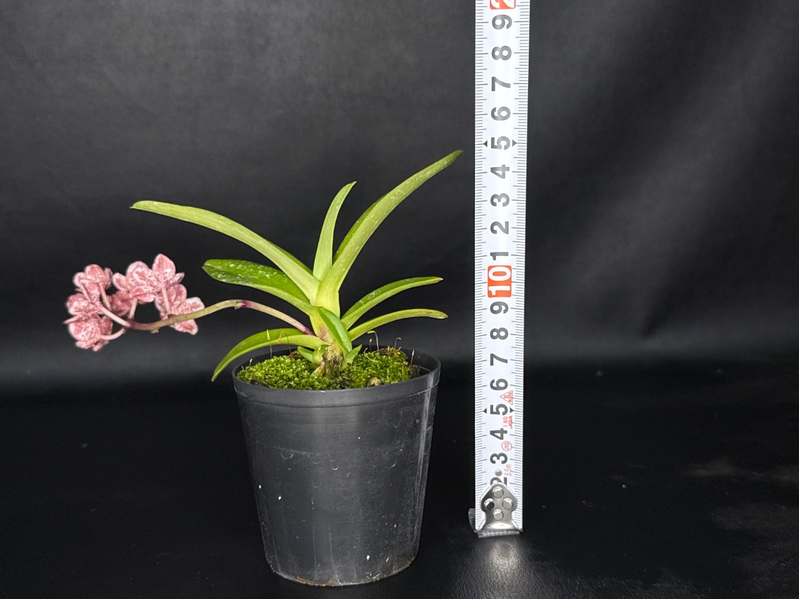 ソテツ 蘇轍 8号 テラコッタ鉢植え アンティーク風 受け皿付き