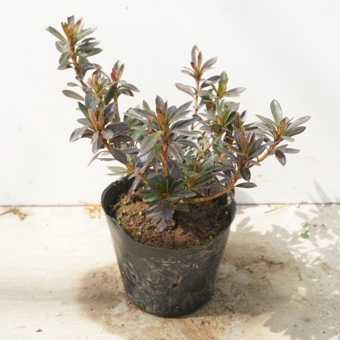 苗|苗木 35本セット サツキツツジ 樹高0.2m前後 10.5cmポット さつき 五月 サツキ つつじ 苗木 苗 植木 庭木 生け垣 kb 35本 35