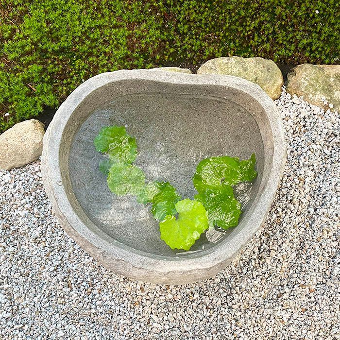 メダカ鉢