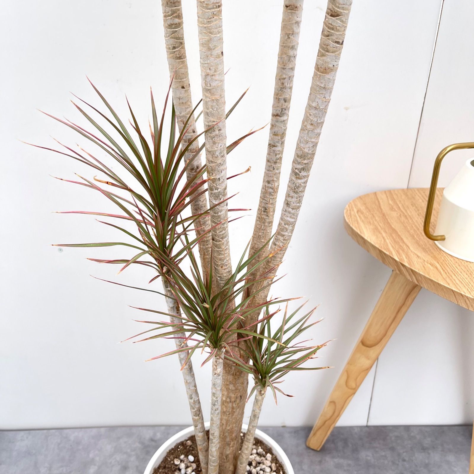 ドラセナ コンシンネ レインボー【現品】観葉植物 室内 大型 - メルカリ