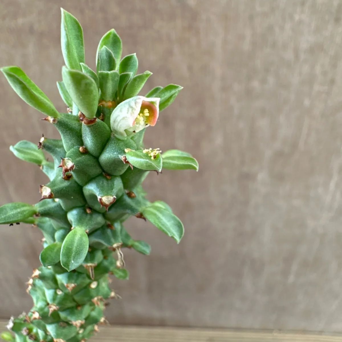 モナデニウム ドラゴンテール Monadenium Dragon Tail 現品 観葉植物 観葉 植物 珍奇植物 珍奇 珍しい レア 希少 塊根植物  塊根 コーデックス 多肉植物 多肉 インテリア モナデニウム ドラゴンテール モナデニューム - メルカリ