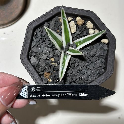 速達【鉢ごと発送】①希少　活着間近　アガベ　氷山　白中斑　TC ３号鉢 速達【鉢ごと発送】①希少 活着間近 アガベ 氷山 白中斑 TC 3号
