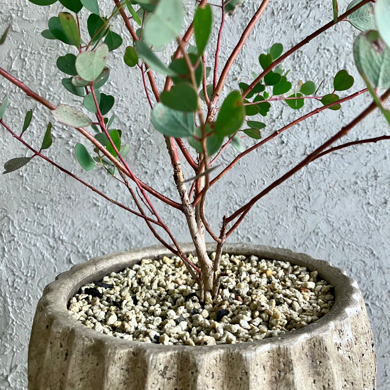 厳選された植物と鉢】ユーカリ ウェブステリアナ 6号 テラコッタ性