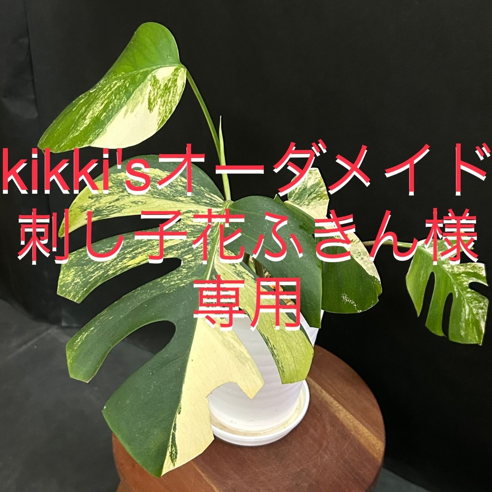 綺麗な黄斑入り❗️】モンステラ オーレア #140 / 斑入り 観葉植物