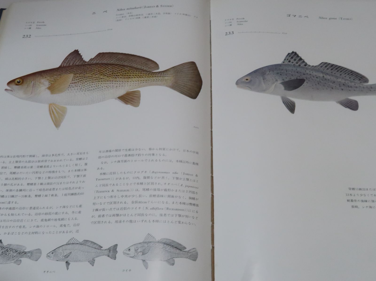 日本産魚類大図鑑/40年かかって完成した決定版/定価29000円