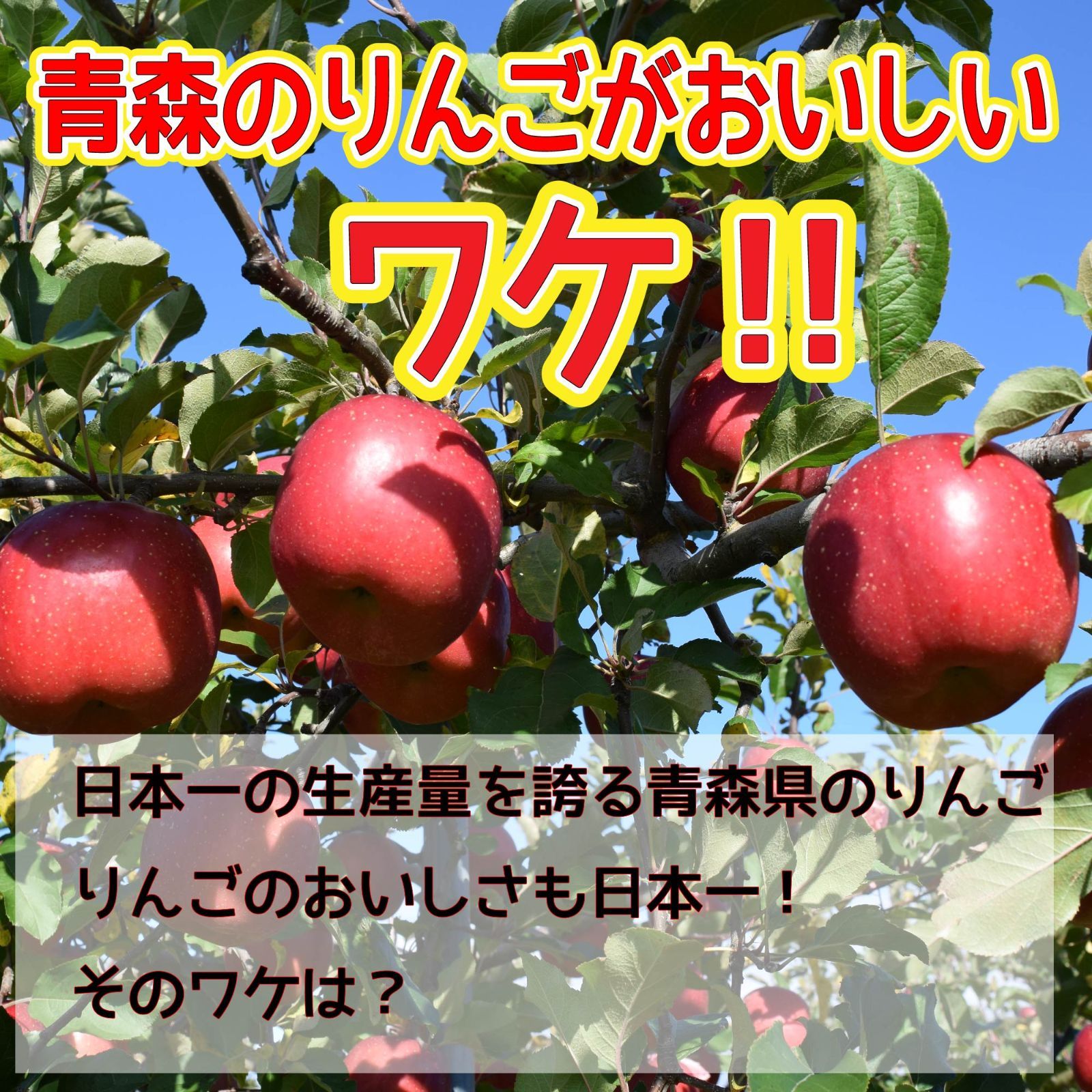 クール冷蔵便！　青森県産　りんご　訳あり　スマートフレッシュ！　10kgセット　王林5kg12-25玉程度 ・有袋ふじ5kg12-25玉程度