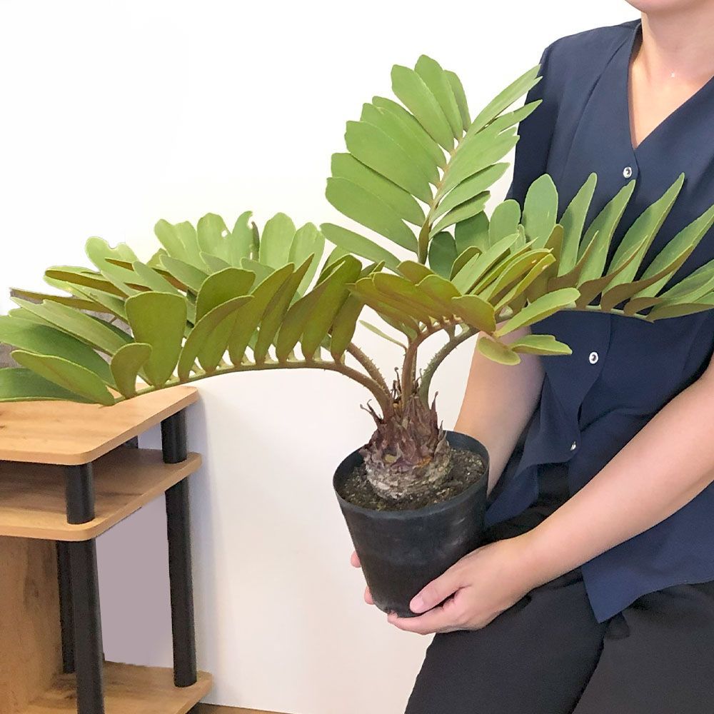 観葉植物 メキシコ ソテツ ザミア フルフラケア 【現品】 選べる樹形 希少品種 選べるサイズ 5号 10号 選べる鉢 蘇鉄 おしゃれ 鉢植え 人気  かっこいい インテリア 送料無料 - メルカリ