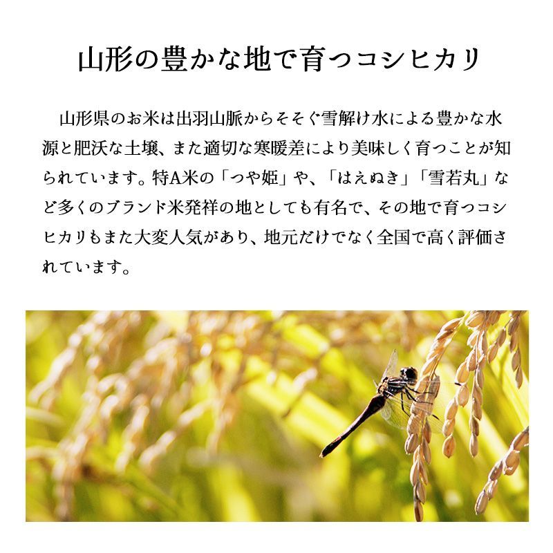 米 山形産コシヒカリ10kg  お米 令和6年産 白米 送料無料（沖縄のぞく）