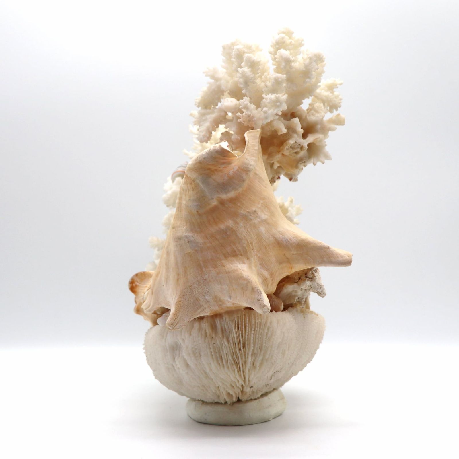 白珊瑚・サンゴ・コーラル・置物・インテリア・No.220709-28