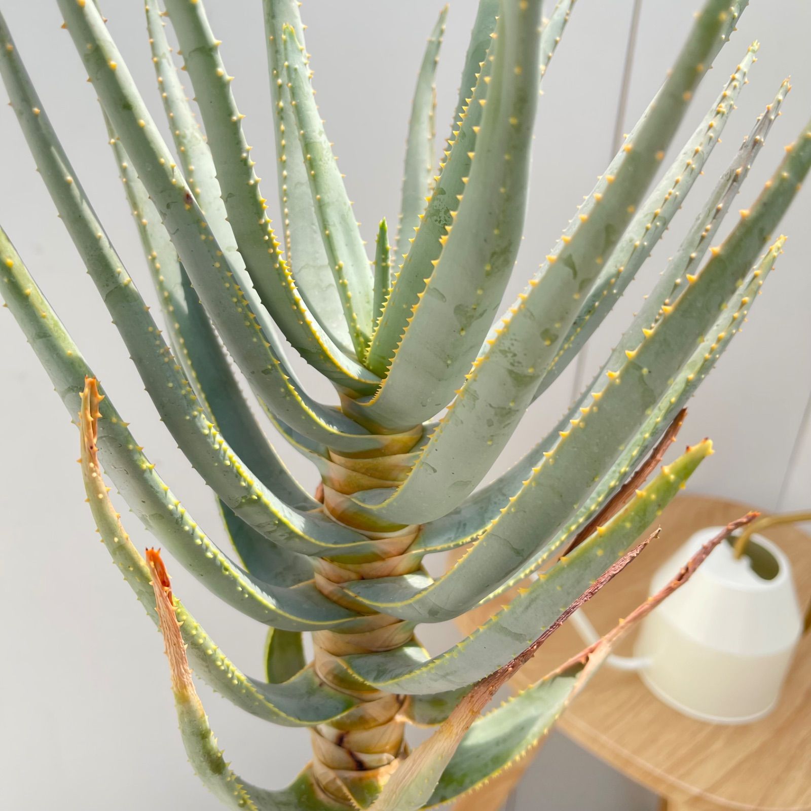 売約済※ アロエ デコトマ 【現品】観葉植物 室内 6号 2024 アロエ