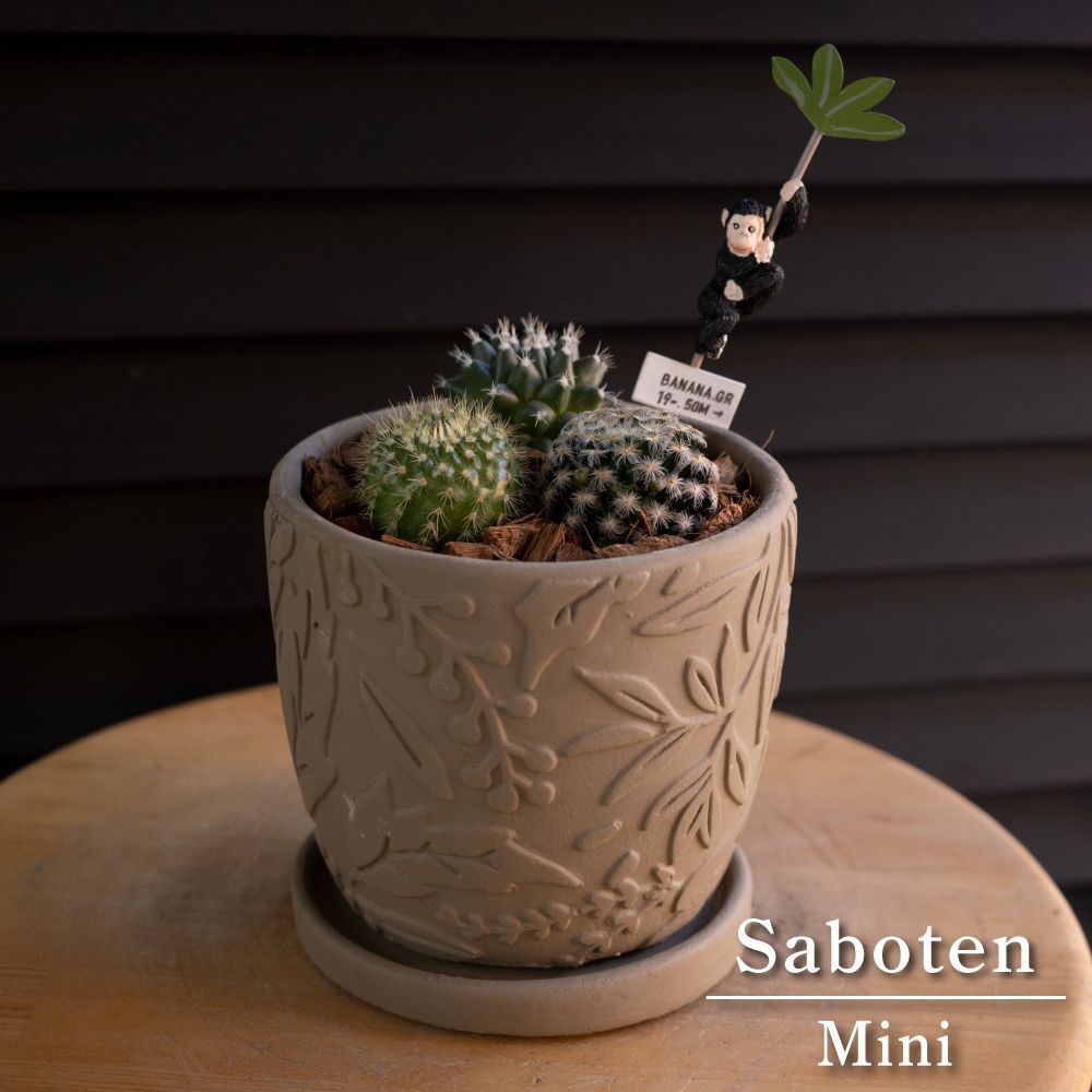 メルカリshops サボテン 寄せ植え 観葉植物 明星 金小町 エルサム 陶器鉢 ミニサボテン 多肉